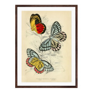 Постер в рамке "Botany. Butterflies"