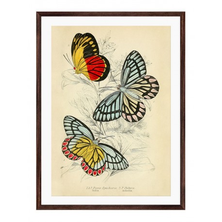 Постер в рамке "Botany. Butterflies"
