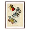 Постер в рамке "Botany. Butterflies"