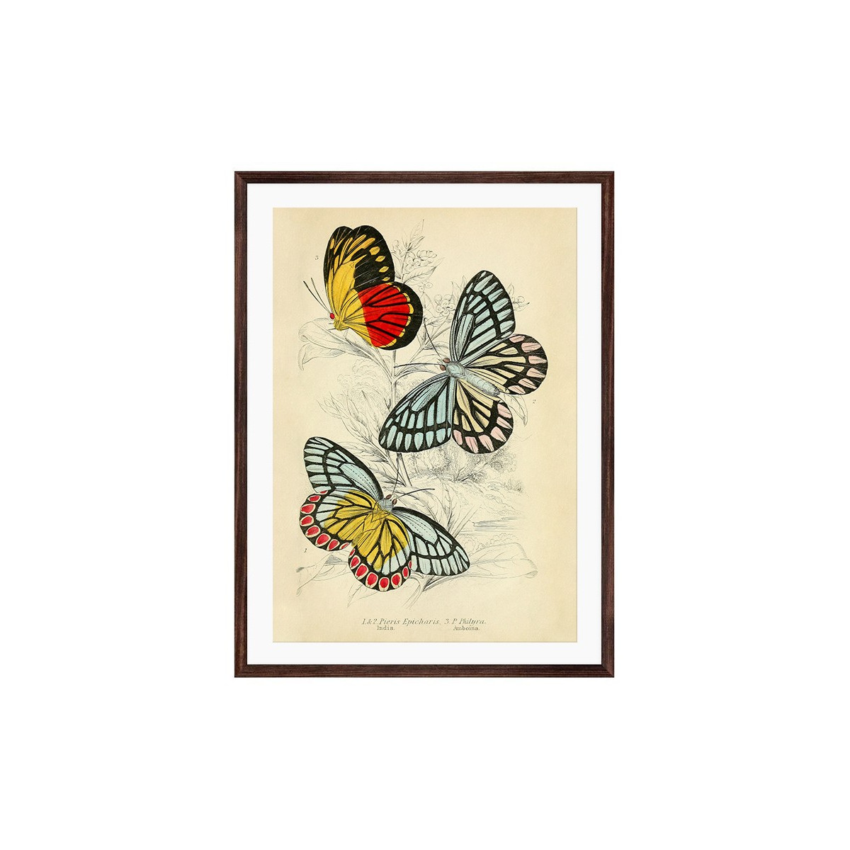 Постер в рамке "Botany. Butterflies"