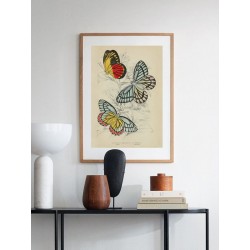 Постер в рамке "Botany. Butterflies"