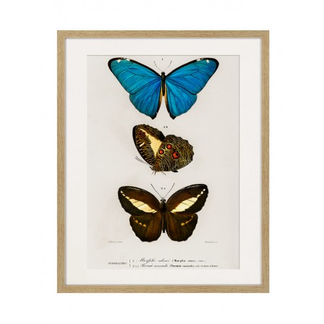 Комплект постеров в рамках "Botany. Butterflies"