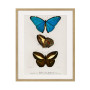 Комплект постеров в рамках "Botany. Butterflies"