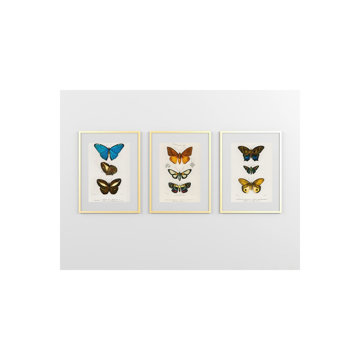 Комплект постеров в рамках "Botany. Butterflies"