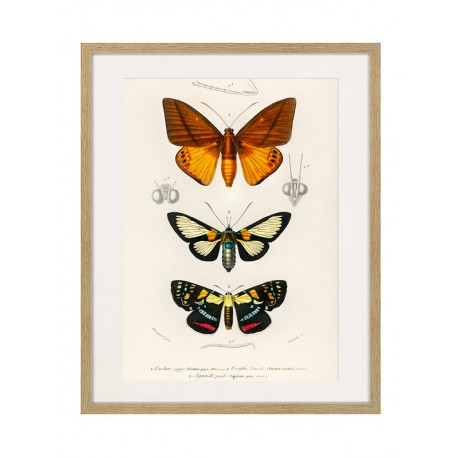 Комплект постерів в рамках "Botany. Butterflies"
