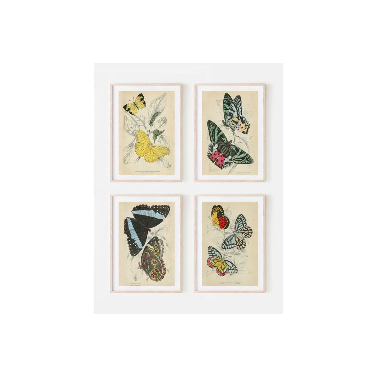 Комплект постеров в рамках "Botany. Butterflies"