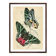 Комплект постеров в рамках "Botany. Butterflies"