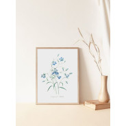 Постер "Botany. Butterflies"