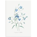 Постер "Botany. Butterflies"