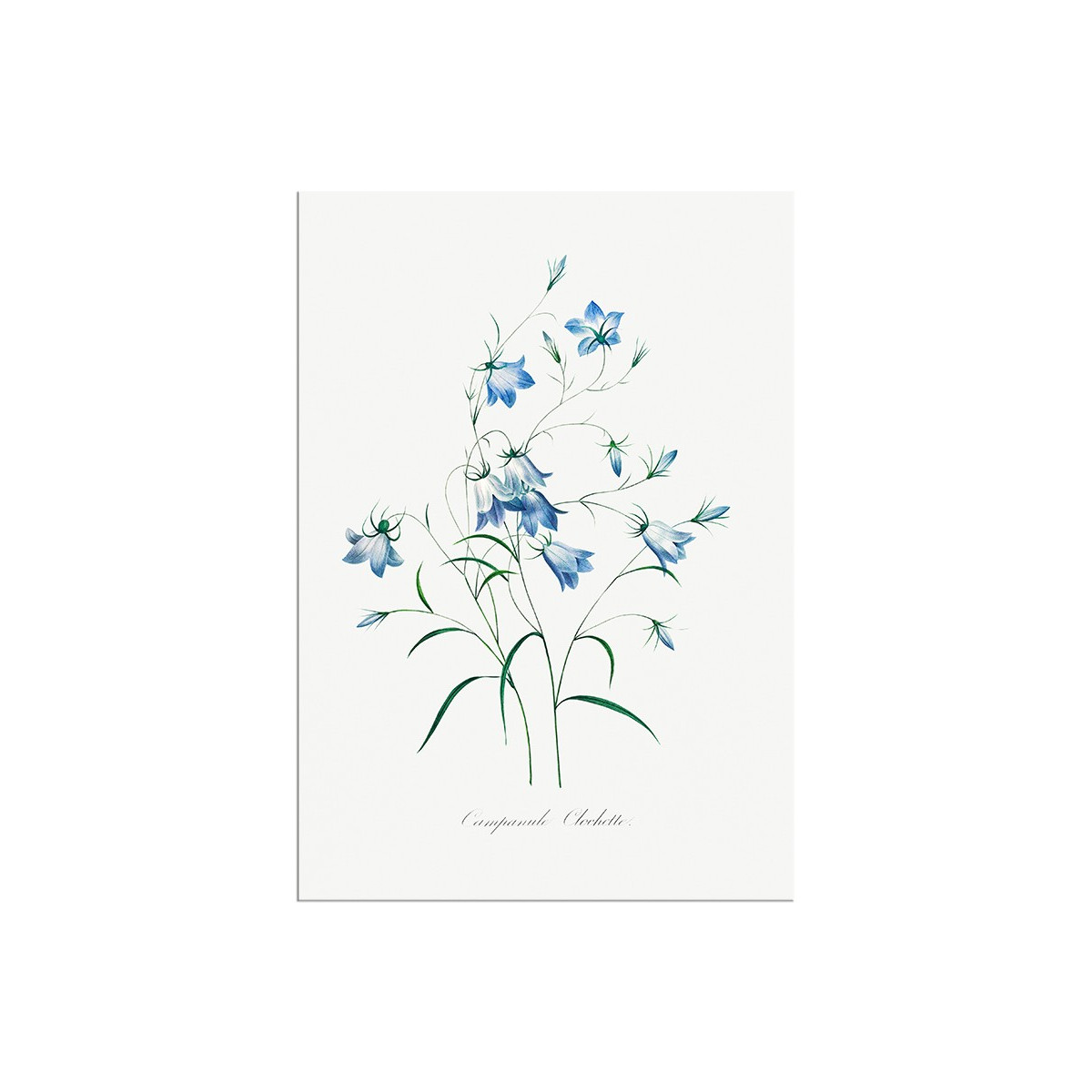 Постер "Botany. Butterflies"