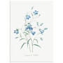 Постер "Botany. Butterflies"