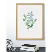 Постер "Botany. Butterflies"