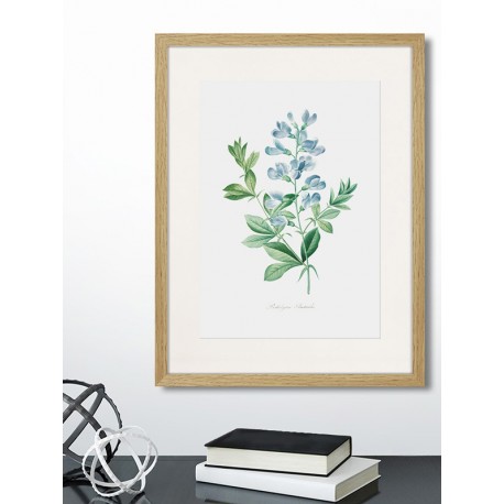Постер "Botany. Butterflies"