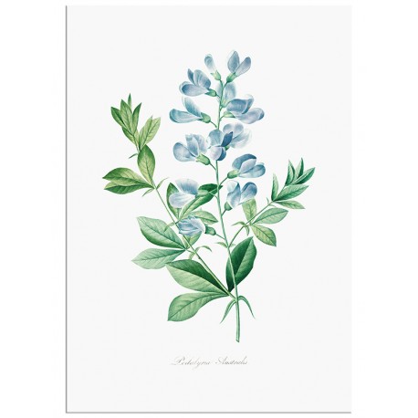 Постер "Botany. Butterflies"
