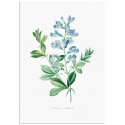 Постер "Botany. Butterflies"