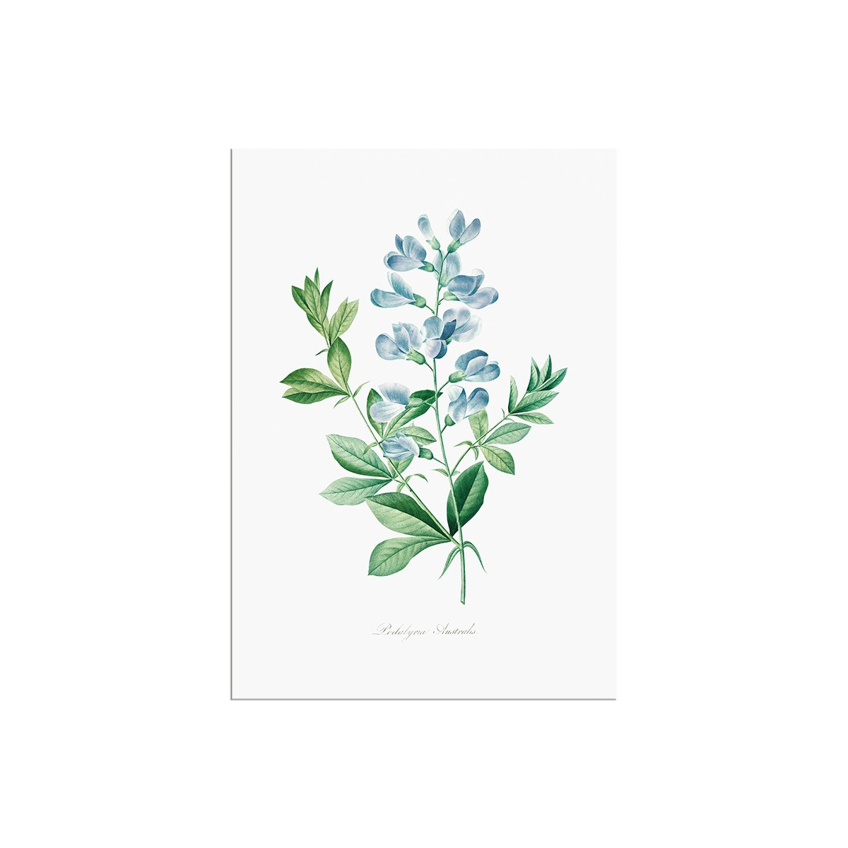 Постер "Botany. Butterflies"