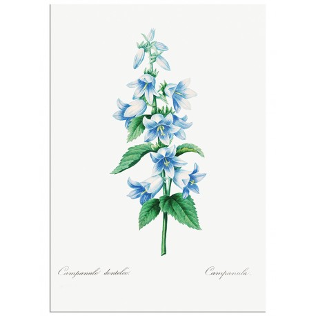 Постер "Botany. Butterflies"