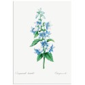 Постер "Botany. Butterflies"
