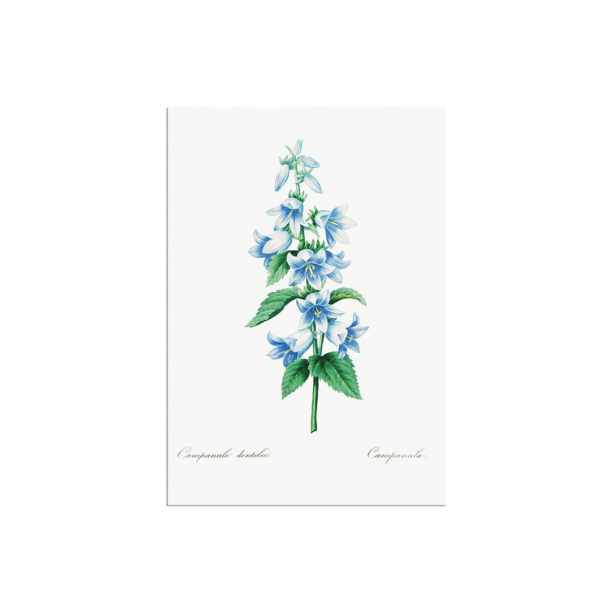 Постер "Botany. Butterflies"