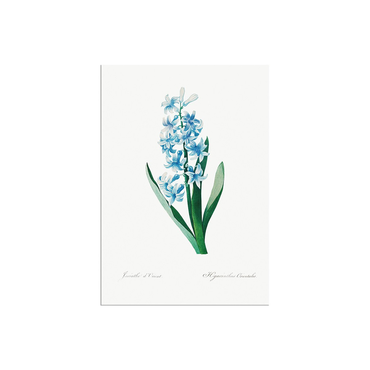 Постер "Botany. Butterflies"