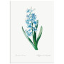 Постер "Botany. Butterflies"