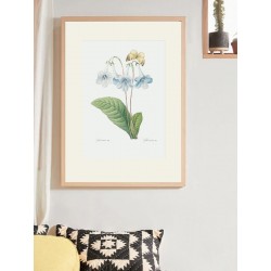 Постер "Botany. Butterflies"