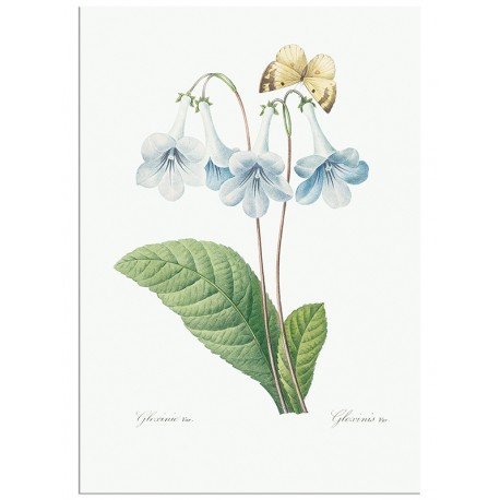 Постер "Botany. Butterflies"