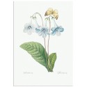Постер "Botany. Butterflies"