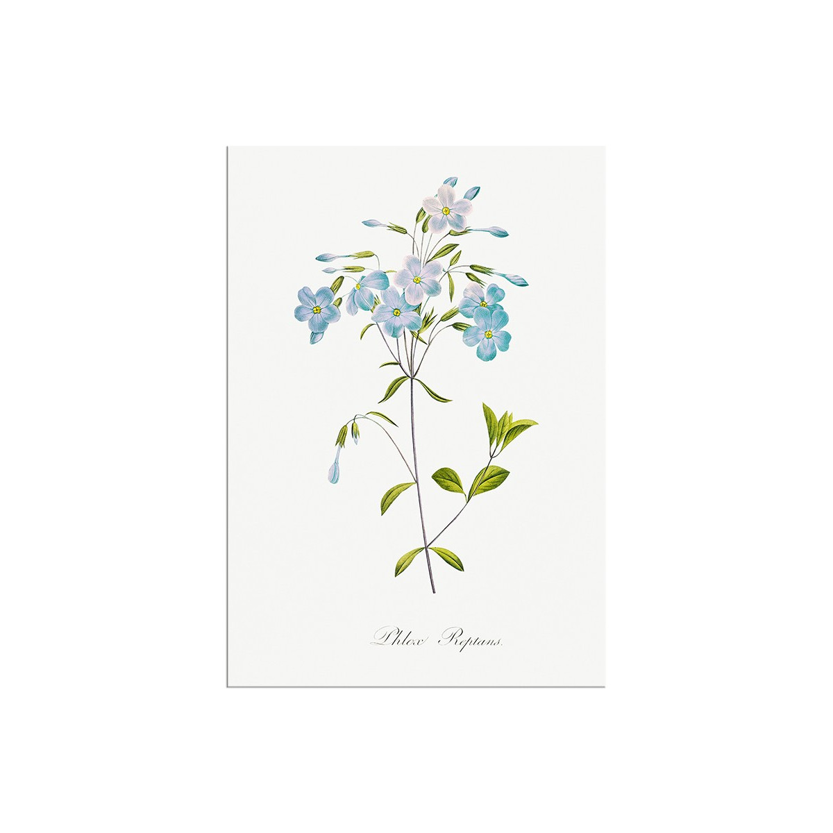 Постер "Botany. Butterflies"