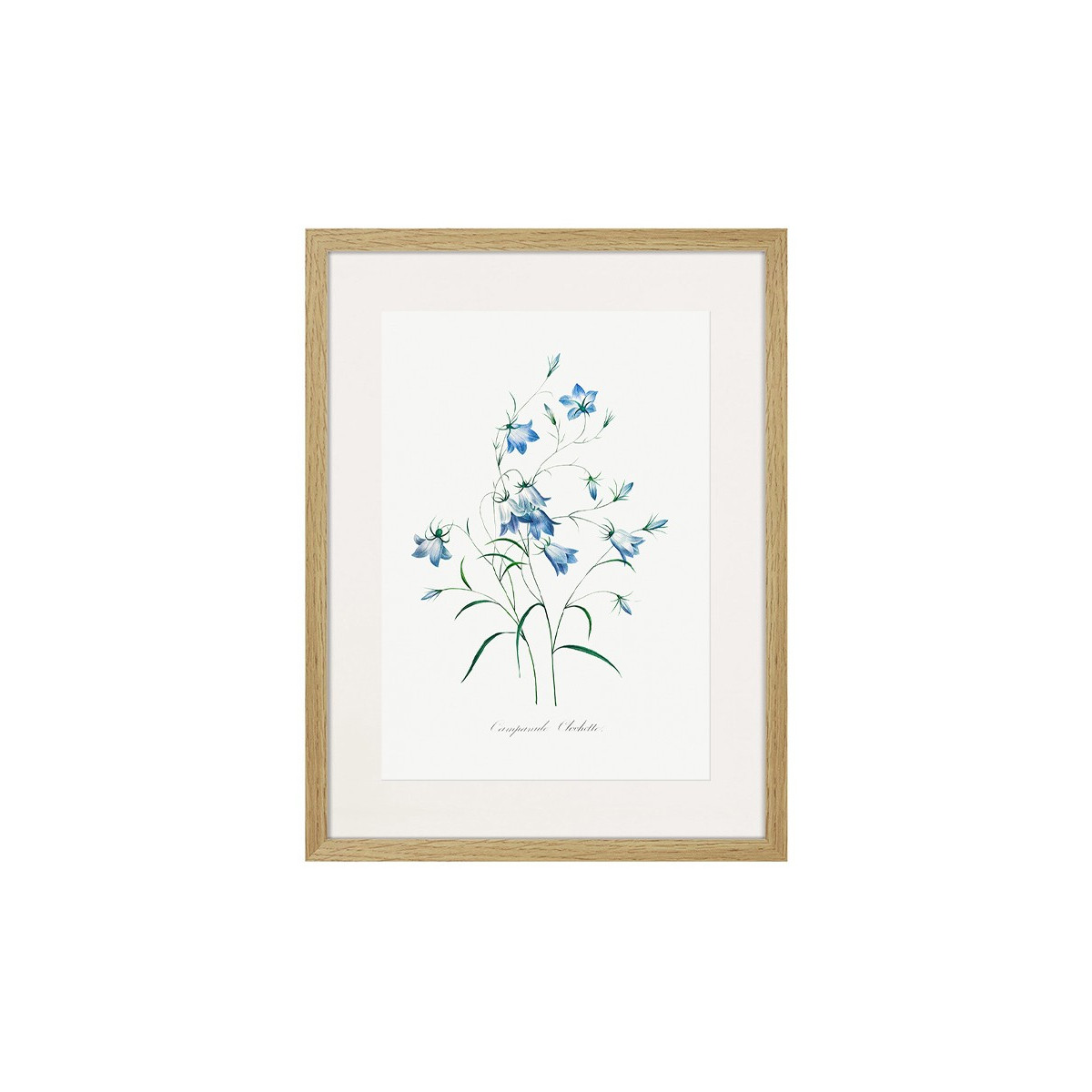 Постер в рамке "Botany. Butterflies"