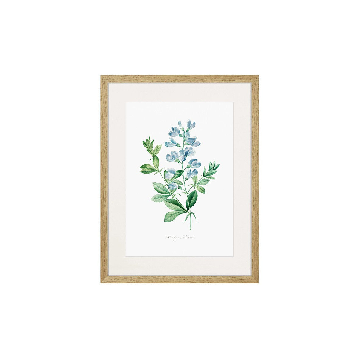 Постер в рамці "Botany. Butterflies"