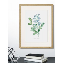 Постер в рамке "Botany. Butterflies"