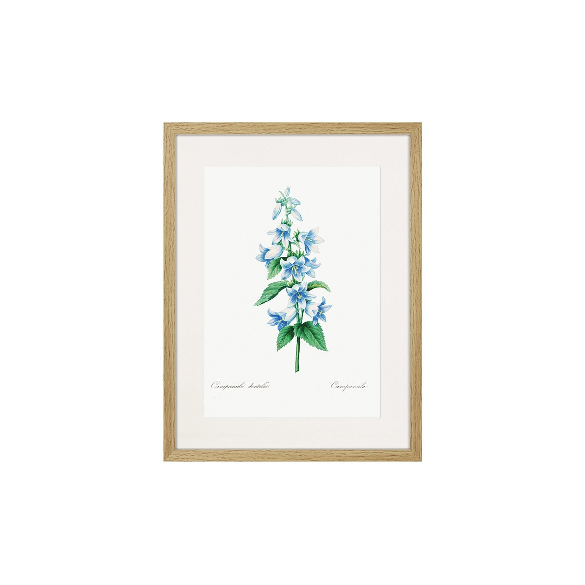 Постер в рамці "Botany. Butterflies"