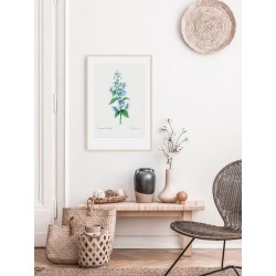 Постер в рамке "Botany. Butterflies"