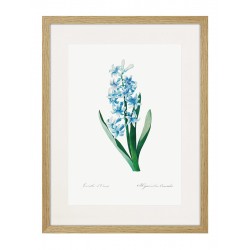 Постер в рамке "Botany. Butterflies"