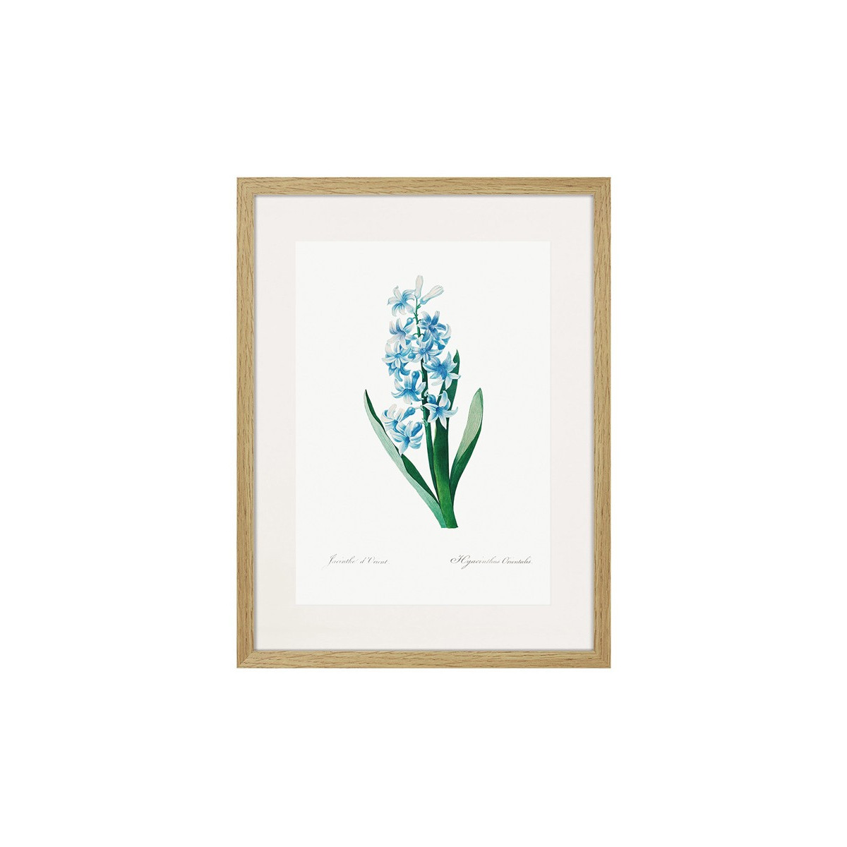 Постер в рамке "Botany. Butterflies"