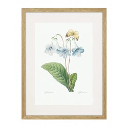 Постер в рамке "Botany. Butterflies"