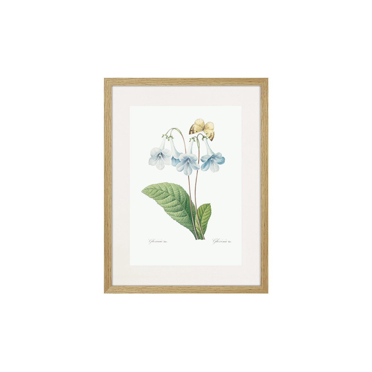 Постер в рамці "Botany. Butterflies"