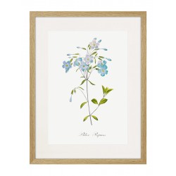 Постер в рамке "Botany. Butterflies"