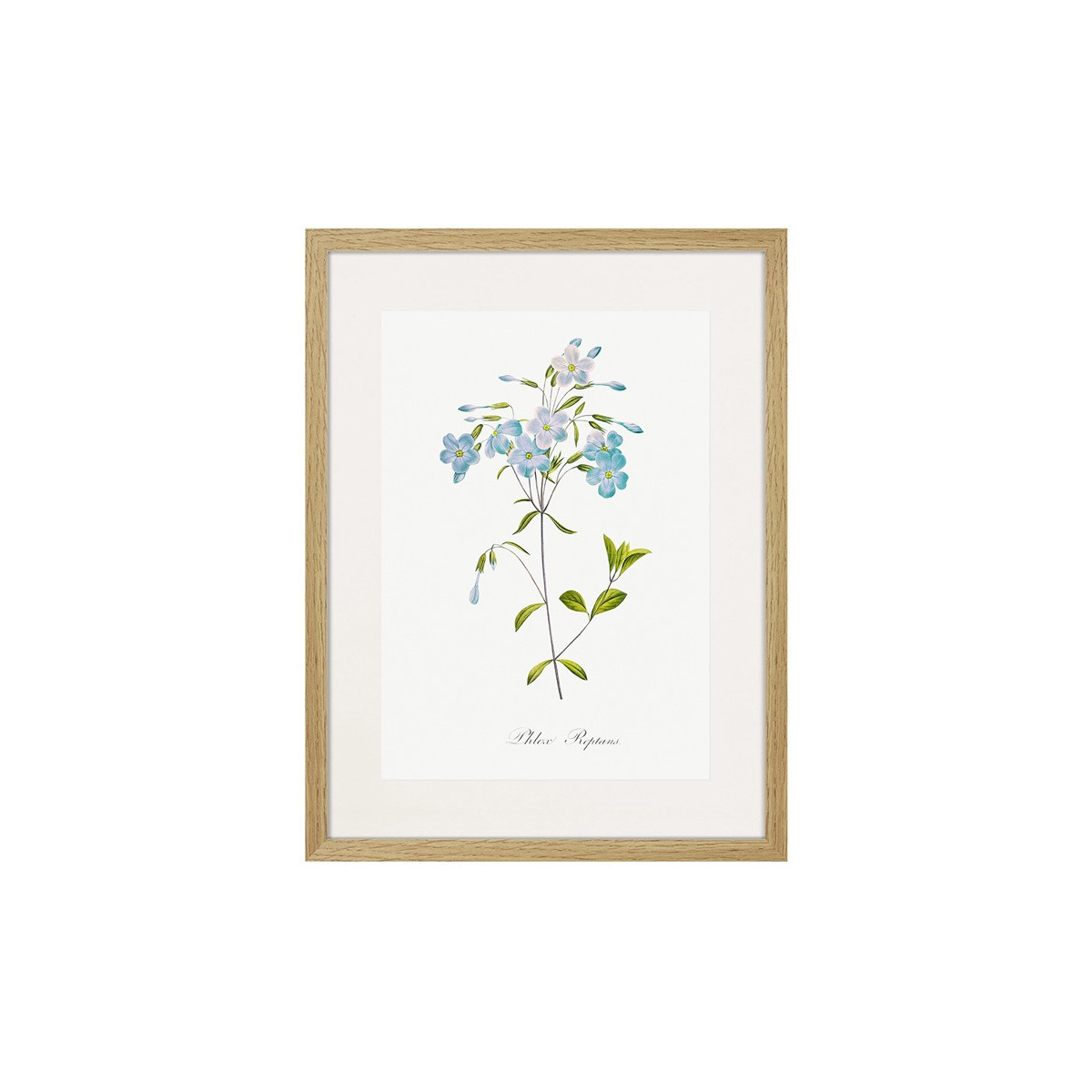Постер в рамке "Botany. Butterflies"