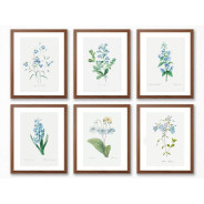 Комплект постеров в рамках "Flowers. Botany"