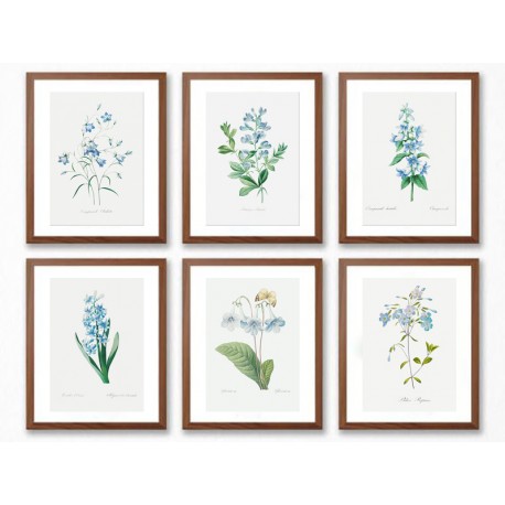 Комплект постерів в рамках "Flowers. Botany"