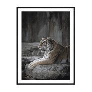 Комплект постеров в рамках "Jungle"