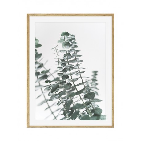 Постер "Eucalyptus"