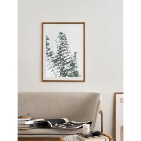 Постер "Eucalyptus"