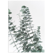 Постер "Eucalyptus"
