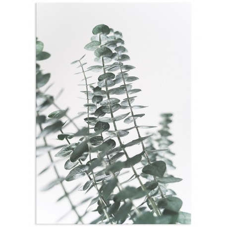 Постер "Eucalyptus"