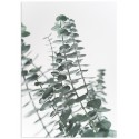 Постер "Eucalyptus"
