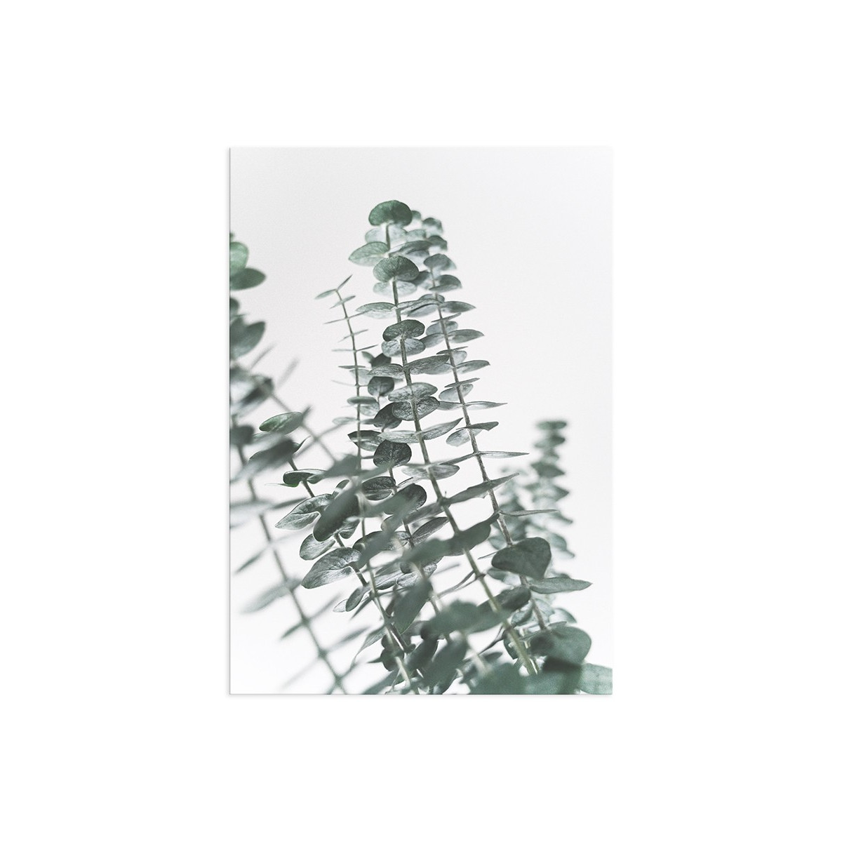 Постер "Eucalyptus"
