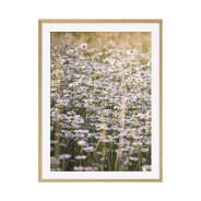 Постер "Field chamomile"